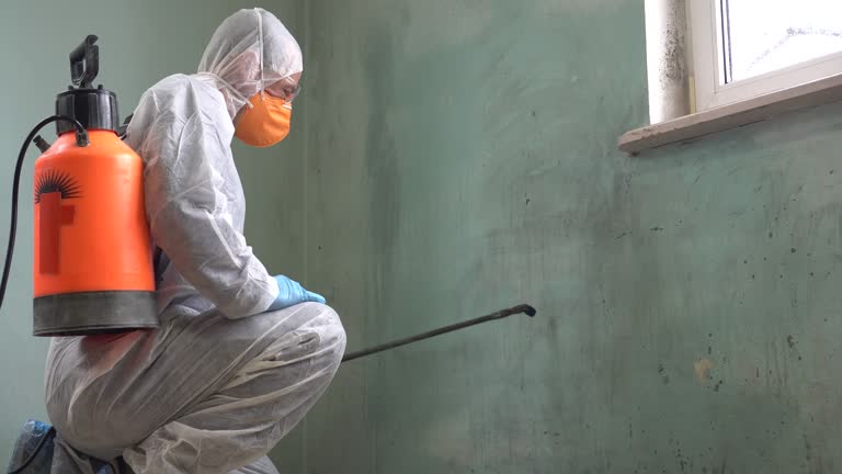 Why You Should Choose Our Mold Remediation Services in Honesdale, PA